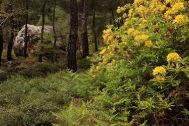 gelber Rhododendron