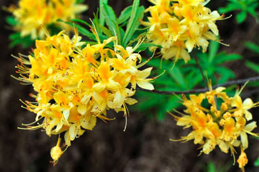 Bild: Rhododendron luteum