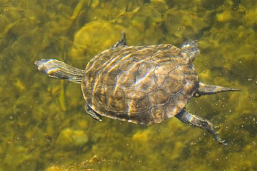 Wasserschildkrte