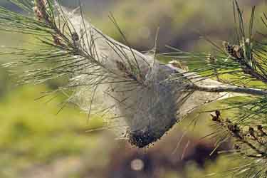 Ein Nest mit Pinien-Prozessionsraupen