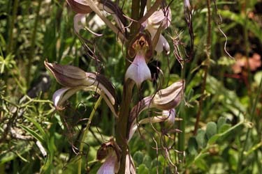 Eine "Rasta-Orchidee" (Comperia comperiana)